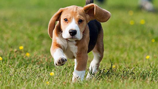 Chiens Perdus Sans Collier